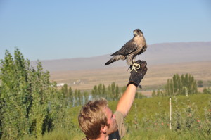 Falcon-ST0054