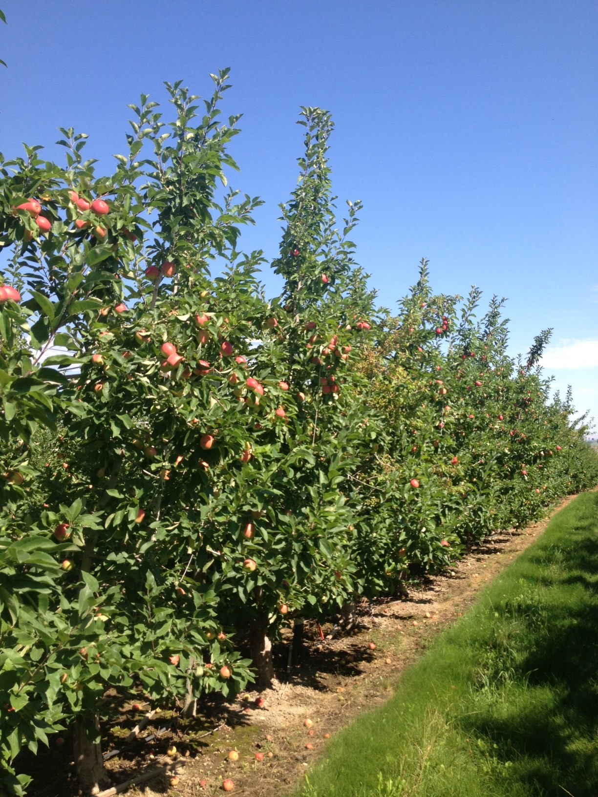 Big crop of SweeTango apples set for late August start