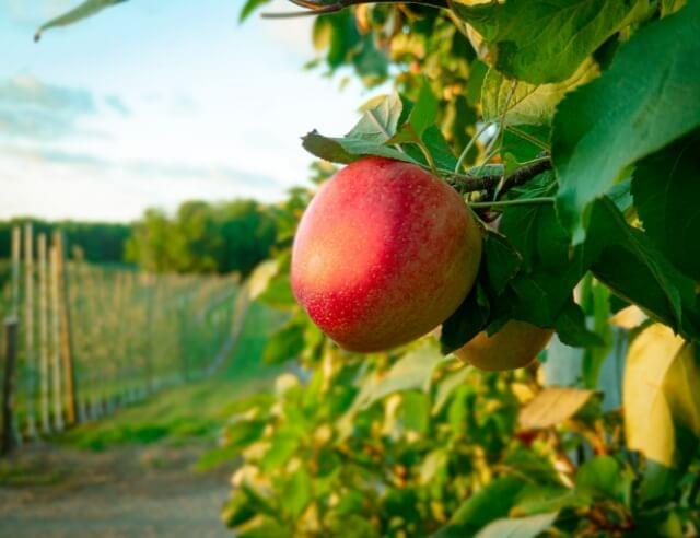 une seule pomme suspendue à un arbre dans un verger ensoleillé et vert