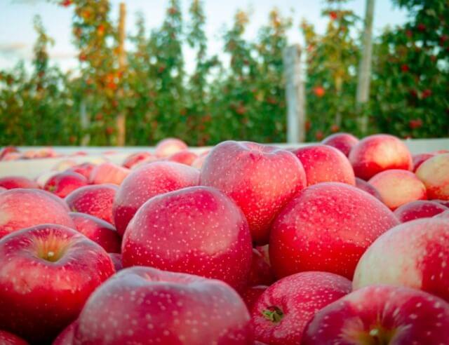 SweeTango Apples Ready to Heat Up Spring Sales - Perishable News
