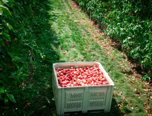 a crate of freshly picked apples in a sunny green orchard