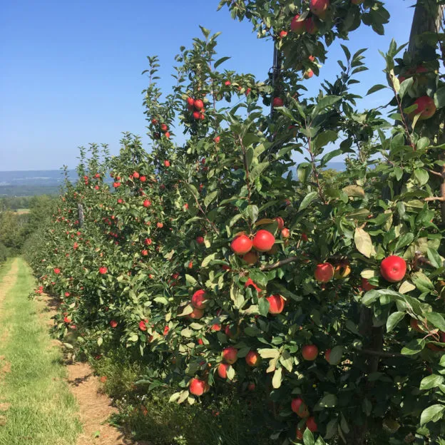 Canada SweeTango growers