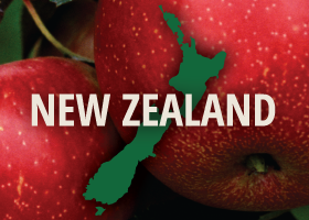 SweeTango Apples Arrive From New Zealand - Perishable News