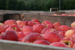 chazy orchards