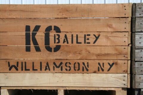 kc bailey